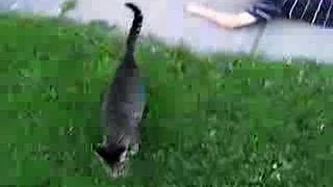 Corey tries to get:  Anything:   Cats today.