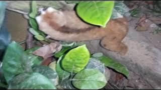 pukang /Kukang (Bromo)yg banyak di cari