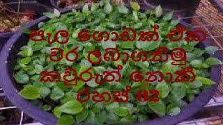 පැල ගොඩක් ඒක වර ලබාගනිමු කවුරුත් නොකී රහස් 02 Mihikatha Abiman