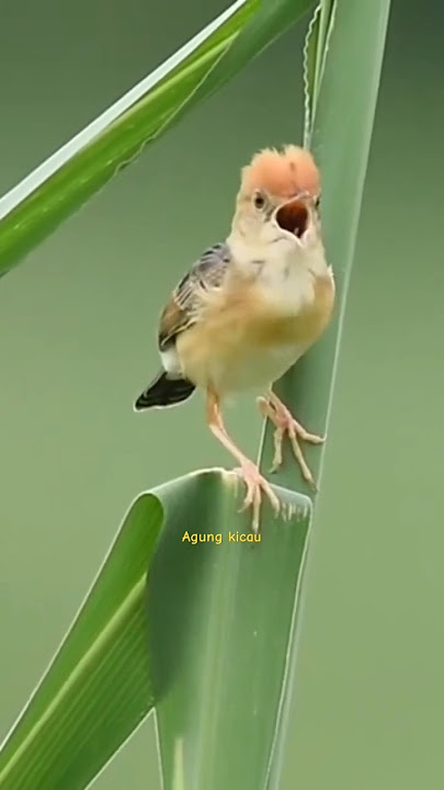 burung kecil bersuara merdu #subscribe #kicaumania #shortvideo #kicauanmania #birds #kicaumerdu