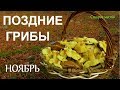 Поздние грибы.Ноябрь.Закрытие сезона