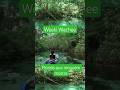 O lado secreto da Flórida: Conheça Weeki Wachee #tampabay