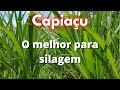 Capiaçu - O MELHOR PARA SILAGEM!