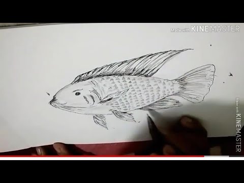 edisi santai 5 gambar animasi ikan mujair  YouTube