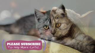 2 Hours Soothing Cat Music - Relaxing Songs for Your Kitty ☯LCZ138 by Love Cat Zone - Relaxing Music for Cats 8 views 4 years ago 1 hour, 46 minutes