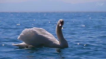 سورة  الشرح  بصوت ناصر القطامي مكرر