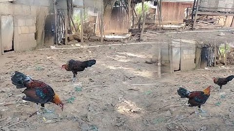 Me​ nyuam​ qaib​ qus​ nab​ 2​ 