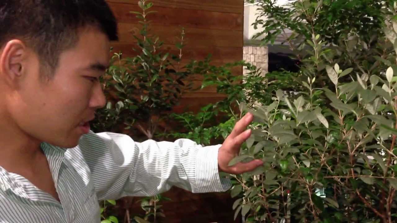 フェイジョアの紹介 (実の紹介) - YouTube