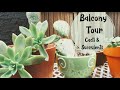 Winter Balcony Tour | Cacti and Succulents Tour