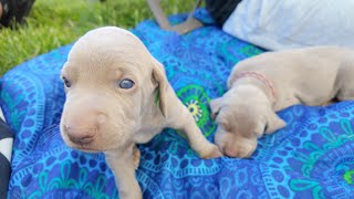 'Adorable Weimaraner Puppies Play in Grass for the First Time  Heartwarming Moments!'