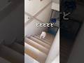 我が家の猫達は飼い主が大好きでしょうがないようで…