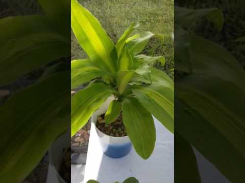 Видео: Как да се грижим за Dracaena Sander