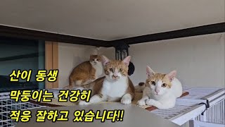 구조한 산이동생 막둥이는 탈출하기 전보다 적응잘하고 건강히 합사가 잘 이루어졌습니다~