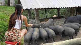 Farm pig barn - Dividing the cages for pigs - Building daily life farm by Dao Farm Life 24,413 views 3 months ago 32 minutes