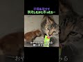 子猫を捨てて脱走…？母猫の涙のどんでん返し