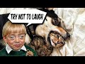 Funny Cats and Silly Dogs 2024 - Best Compilation Video!