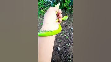 #Shorts Rắn lục đuôi đỏ