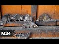 Нашествие мышей в жилом доме: "Спорная территория" - Москва 24