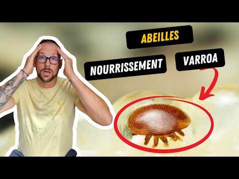 Nourrir Les Abeilles?
