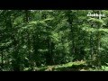 Los bosques de leintz gatzaga