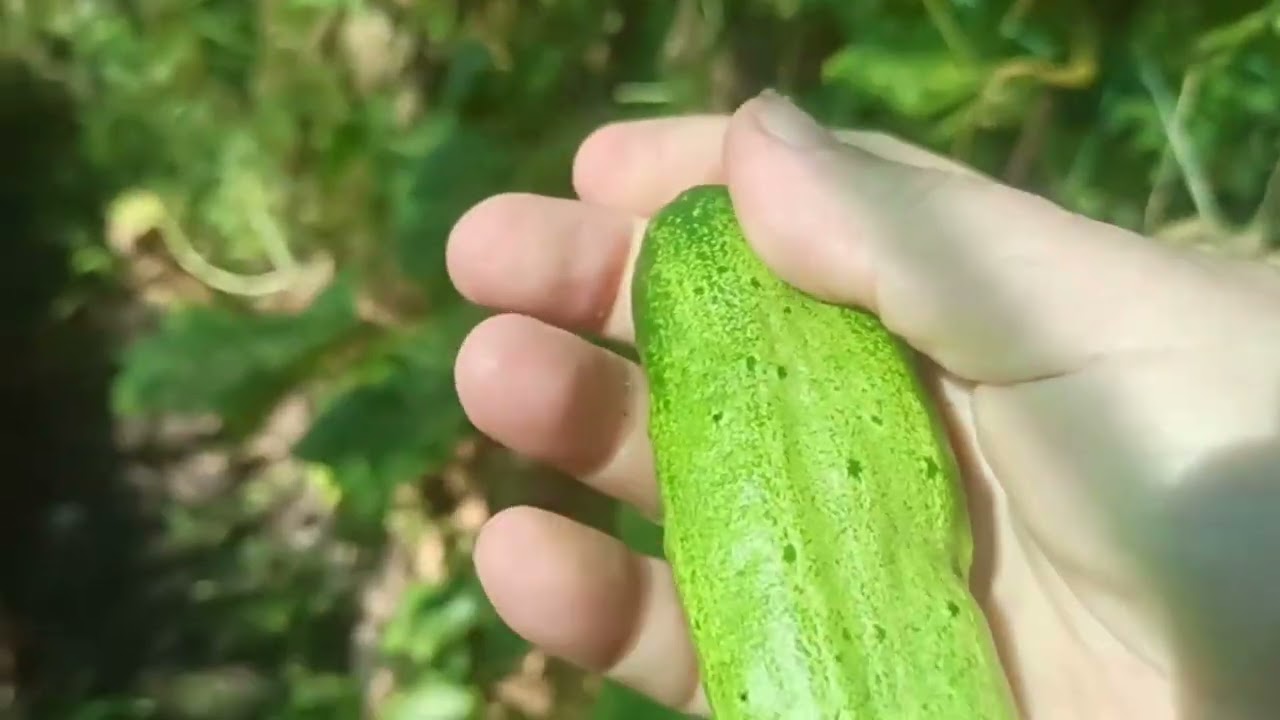 ЗЛИВА!  ГОРОД.  ВАРЕННЯ З МАЛИНИ