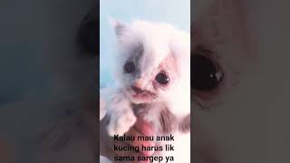 map ya gas anak kaucing aku ga bisa diam