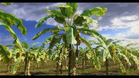 Mechanism of action of BESTCURE, organic broad spectrum bactericide and fungicide