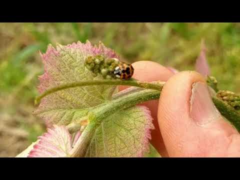 Vídeo: Antracnose De Uva (18 Fotos): Como Tratar A Doença? Como Tratar Bagas E Folhas Com Medicamentos? Os Melhores Remédios Modernos Para A Doença