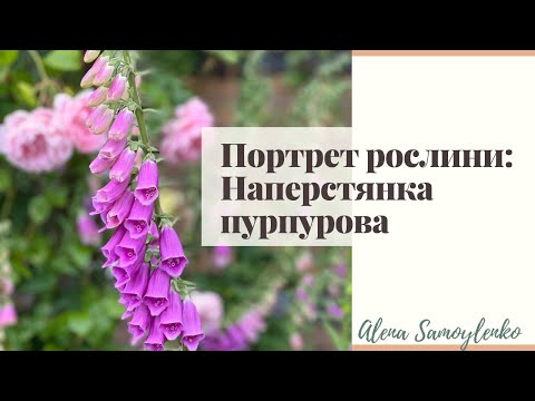 Purple Foxglove Digitalis Purpurea Everything You Need To Know About This Plant