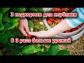 3 важных подкормки для клубники: в 3 раза больше урожая и ягода будет крупной