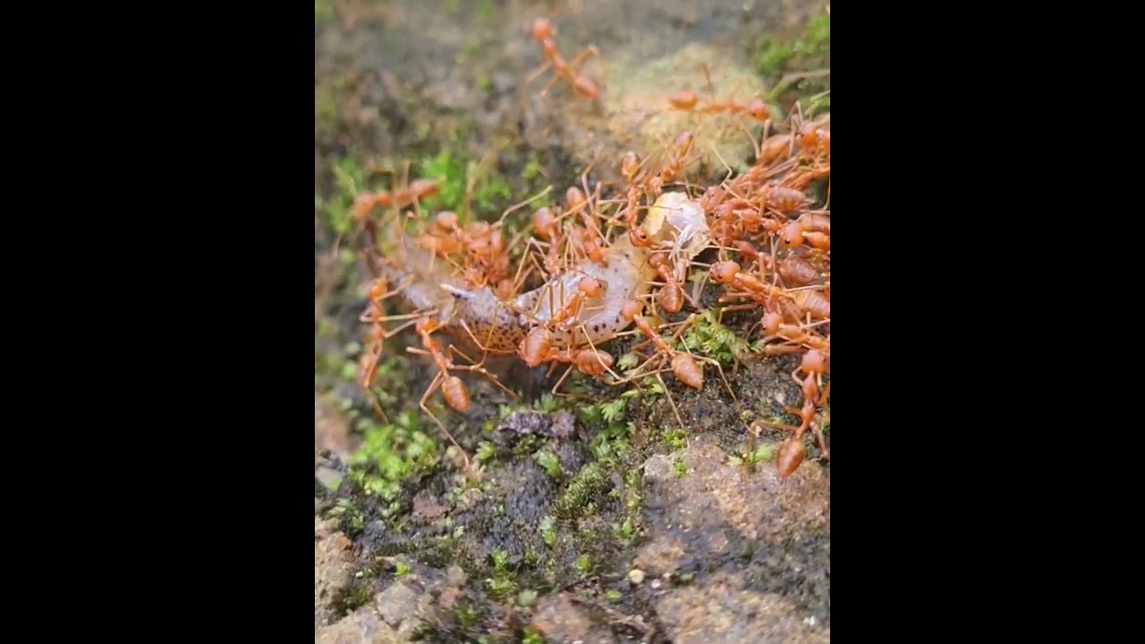 Forest Scavengers | Fire Ant