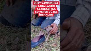 Buldukları Kurt Yavrusuna Su Veren Güzel Yürekli Anadolu Insanımız