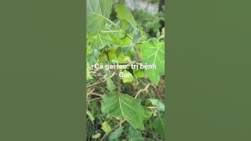 Cà gai leo : Trị viêm gan, ung thư gan, hạ men gan …