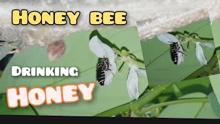 Cute Bees Drinking Honey ✌#nature #bee #pets #funny