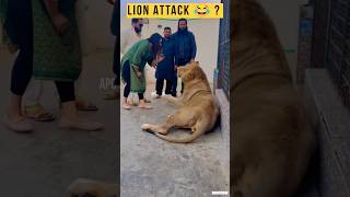 Dubai 🇦🇪 King 👑 Sheikh Nawab With White Tiger 🐯 Lion 🦁 White Tiger 🐅 #Dubai #shorts screenshot 1