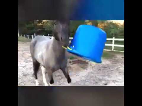 funny-horse-videos-2017