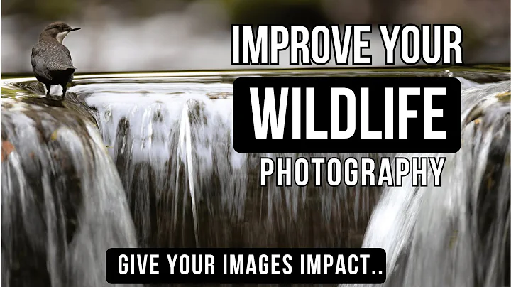 WILDLIFE PHOTOGRAPHY Tips from a PRO | How to Make Your Images Stand Out & Give Impact thumbnail