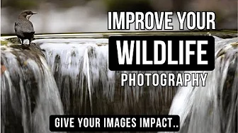 WILDLIFE PHOTOGRAPHY Tips from a PRO | How to Make Your Images Stand Out & Give Impact
