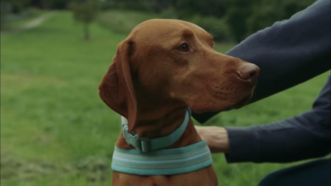 How to measure for our dog harnesses Hugo & Hudson YouTube