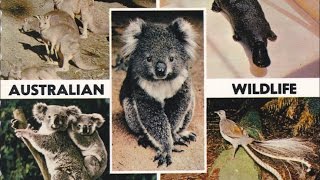 Australian Animals | Interesting Facts - YouTube