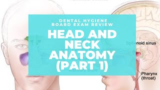 NBDHE  DENTAL HYGIENE BOARD EXAM REVIEW: Everything you need to know about Head and Neck Anatomy
