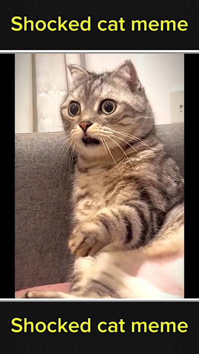 Meme kucing kaget 🙂 || #kucing #kucingpendek #hewanpeliharaan #kucinglucu #lucu