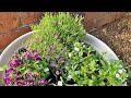 【花】カスミソウの育て方・アリッサムで修正 の動画、YouTube動画。