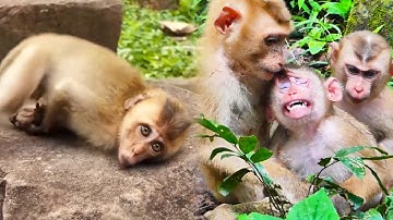 What happens if captive monkeys are released into the wild?