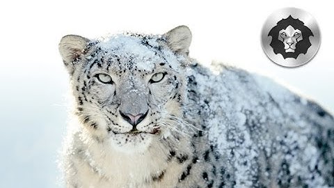 iAtkos S3 Snow Leopard image Burn