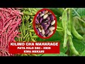 KILIMO CHA MAHARAGE II PATA KILO 600 MPAKA 2000 KWA HEKARI KILIMO CHA MAHARAGE II PATA KILO 600 MPAKA 2000 KWA HEKARI