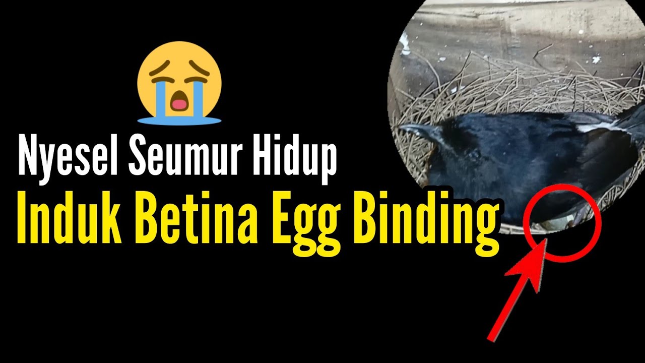 Murai Batu Egg Binding | Berternak Murai Batu | Bengkel Murai Batu