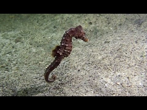 Early Morning Dive, Bergse Diepsluis, Oesterdam, Oosterschelde, Tholen, duiken, Nederland, zeepaard