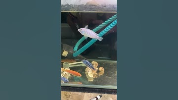 Cá Ali nhiều màu sắc