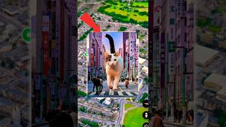 Real Black Cat Statue Google Earth Google Map Viral Cat Video Talking Tommy Video